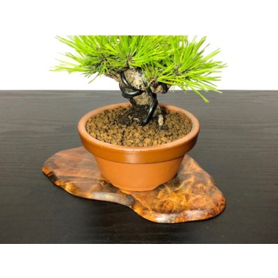 Photo7: Pinus densiflora / Red Pine, Akamatsu / Small size Bonsai 