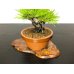Photo7: Pinus densiflora / Red Pine, Akamatsu / Small size Bonsai 