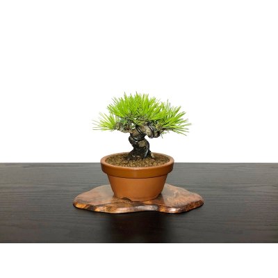 Photo5: Pinus densiflora / Red Pine, Akamatsu / Small size Bonsai 