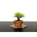 Photo5: Pinus densiflora / Red Pine, Akamatsu / Small size Bonsai 