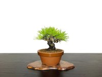 Pinus densiflora / Red Pine, Akamatsu / Small size Bonsai 