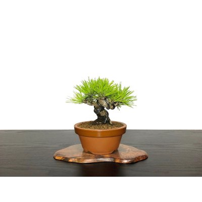 Photo1: Pinus densiflora / Red Pine, Akamatsu / Small size Bonsai 