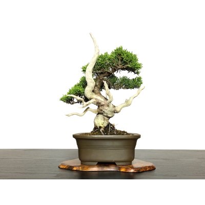 Photo3: Juniperus chinensis / Japanese Juniper, Shimpaku / Small size Bonsai 