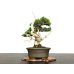 Photo3: Juniperus chinensis / Japanese Juniper, Shimpaku / Small size Bonsai 