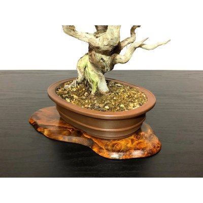 Photo8: Juniperus chinensis / Japanese Juniper, Shimpaku / Small size Bonsai 