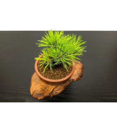 Photo4: Pinus densiflora / Red Pine, Akamatsu / Small size Bonsai 