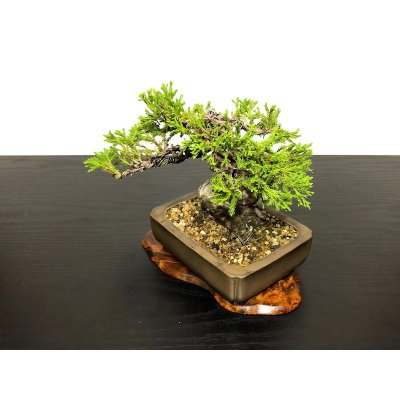 Photo5: Juniperus chinensis / Japanese Juniper, Shimpaku / Small size Bonsai