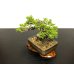 Photo5: Juniperus chinensis / Japanese Juniper, Shimpaku / Small size Bonsai