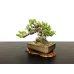 Photo4: Juniperus chinensis / Japanese Juniper, Shimpaku / Small size Bonsai