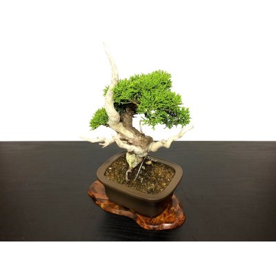 Photo6: Juniperus chinensis / Japanese Juniper, Shimpaku / Small size Bonsai 