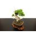 Photo6: Juniperus chinensis / Japanese Juniper, Shimpaku / Small size Bonsai 