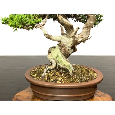 Photo6: Juniperus chinensis / Japanese Juniper, Shimpaku / Small size Bonsai 