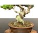 Photo6: Juniperus chinensis / Japanese Juniper, Shimpaku / Small size Bonsai 