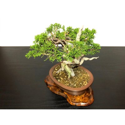 Photo7: Juniperus chinensis / Japanese Juniper, Shimpaku / Small size Bonsai 