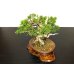 Photo7: Juniperus chinensis / Japanese Juniper, Shimpaku / Small size Bonsai 