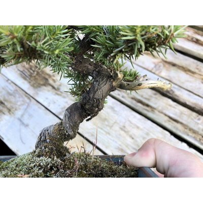 Photo2: Juniperus rigida / Needle Juniper, Tosho / Small size Bonsai 