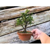 Picea jezoensis / Yezo Spruce, Yezomatsu / Small size Bonsai 