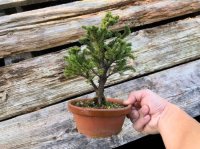 Picea jezoensis / Yezo Spruce, Yezomatsu / Small size Bonsai 