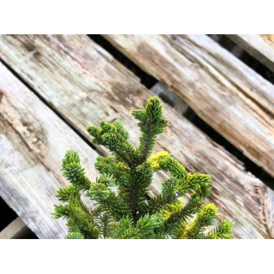 Photo4: Picea jezoensis / Yezo Spruce, Yezomatsu / Small size Bonsai 