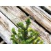 Photo4: Picea jezoensis / Yezo Spruce, Yezomatsu / Small size Bonsai  (4)