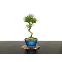Pinus thunbergii / Black Pine, Kuromatsu / Small size Bonsai 