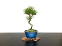 Pinus thunbergii / Black Pine, Kuromatsu / Small size Bonsai 