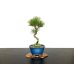 Photo1: Pinus thunbergii / Black Pine, Kuromatsu / Small size Bonsai  (1)