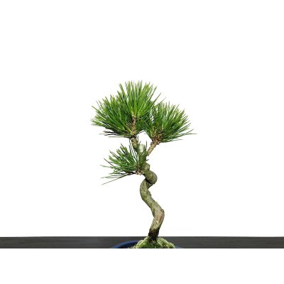 Photo4: Pinus thunbergii / Black Pine, Kuromatsu / Small size Bonsai