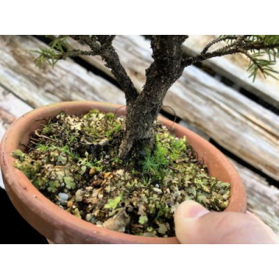 Photo2: Picea jezoensis / Yezo Spruce, Yezomatsu / Small size Bonsai 