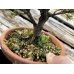 Photo2: Picea jezoensis / Yezo Spruce, Yezomatsu / Small size Bonsai  (2)