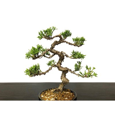 Photo2: Juniperus chinensis / Japanese Juniper, Shimpaku / Small size Bonsai 