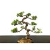 Photo2: Juniperus chinensis / Japanese Juniper, Shimpaku / Small size Bonsai  (2)