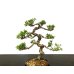 Photo2: Juniperus chinensis / Japanese Juniper, Shimpaku / Small size Bonsai  (2)