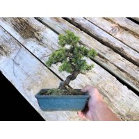 Juniperus rigida / Needle Juniper, Tosho / Small size Bonsai 