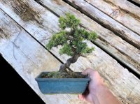 Juniperus rigida / Needle Juniper, Tosho / Small size Bonsai 