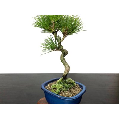 Photo2: Pinus thunbergii / Black Pine, Kuromatsu / Small size Bonsai 