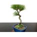 Photo2: Pinus thunbergii / Black Pine, Kuromatsu / Small size Bonsai  (2)