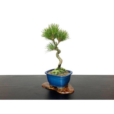 Photo3: Pinus thunbergii / Black Pine, Kuromatsu / Small size Bonsai