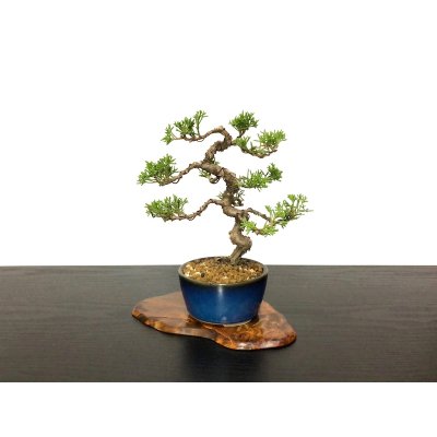 Photo4: Juniperus chinensis / Japanese Juniper, Shimpaku / Small size Bonsai 
