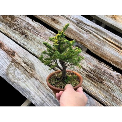 Photo3: Picea jezoensis / Yezo Spruce, Yezomatsu / Small size Bonsai 
