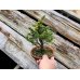 Photo3: Picea jezoensis / Yezo Spruce, Yezomatsu / Small size Bonsai  (3)