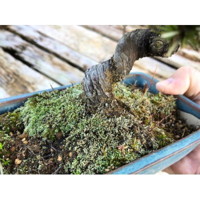 Photo5: Juniperus rigida / Needle Juniper, Tosho / Small size Bonsai 