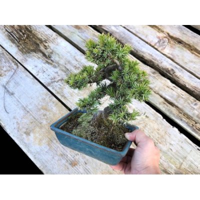 Photo3: Juniperus rigida / Needle Juniper, Tosho / Small size Bonsai 