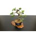 Photo5: Juniperus chinensis / Japanese Juniper, Shimpaku / Small size Bonsai 