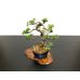 Photo5: Juniperus chinensis / Japanese Juniper, Shimpaku / Small size Bonsai 