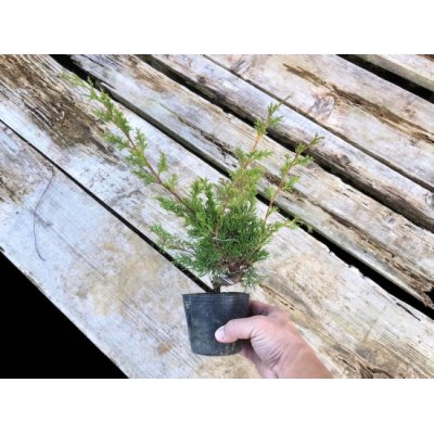 Photo4: Juniperus chinensis / Japanese Juniper, Shimpaku / Small size Bonsai 