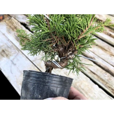 Photo2: Juniperus chinensis / Japanese Juniper, Shimpaku / Small size Bonsai 