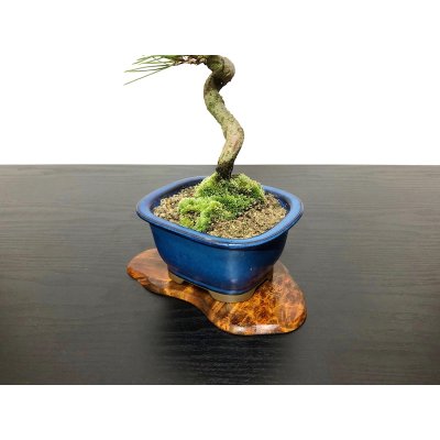 Photo5: Pinus thunbergii / Black Pine, Kuromatsu / Small size Bonsai