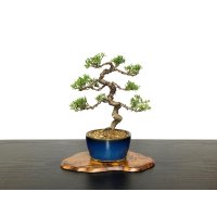 Juniperus chinensis / Japanese Juniper, Shimpaku / Small size Bonsai 