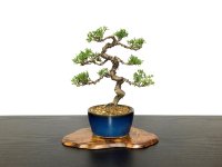 Juniperus chinensis / Japanese Juniper, Shimpaku / Small size Bonsai 